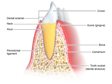 periodontum periodontal staging and grading