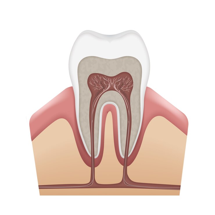 root canal therapy endodontics endodontist prostooleh vector-human-tooth-anatomy-enamel-dentin-pulp-gums-bone-cementum-root-canals-nerves-blood-vessels-isolated-white-background_1284-45552